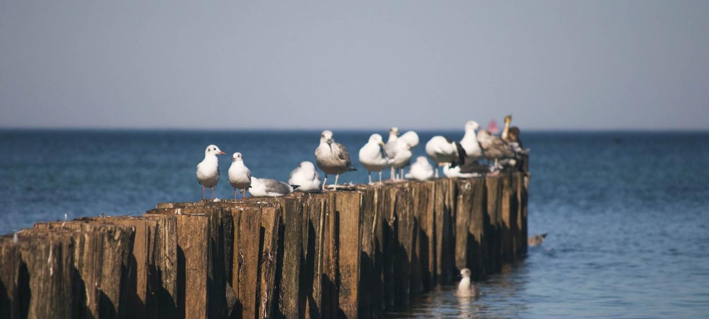 Blue Marine Mielno | Mielno | 13